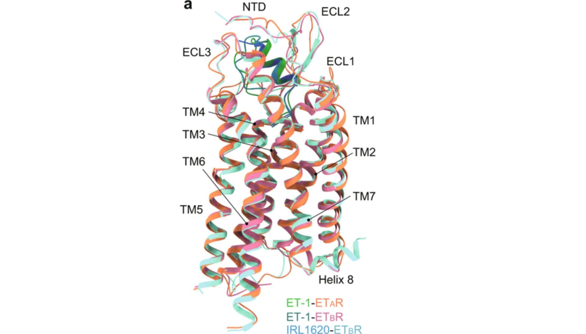 Endothelin A receptor (ETAR) autoantibody